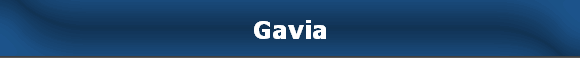 Gavia